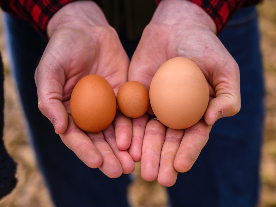 What's the Difference Between Peewee, Small, Medium, Large, Extra-Large,  and Jumbo Eggs?