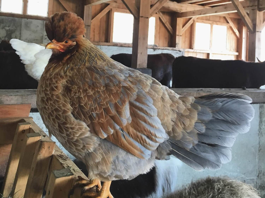 Backyard chicken breeds - with pictures!