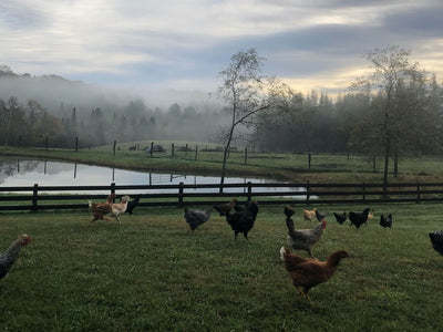 The Importance of Letting Your Backyard Chickens Graze