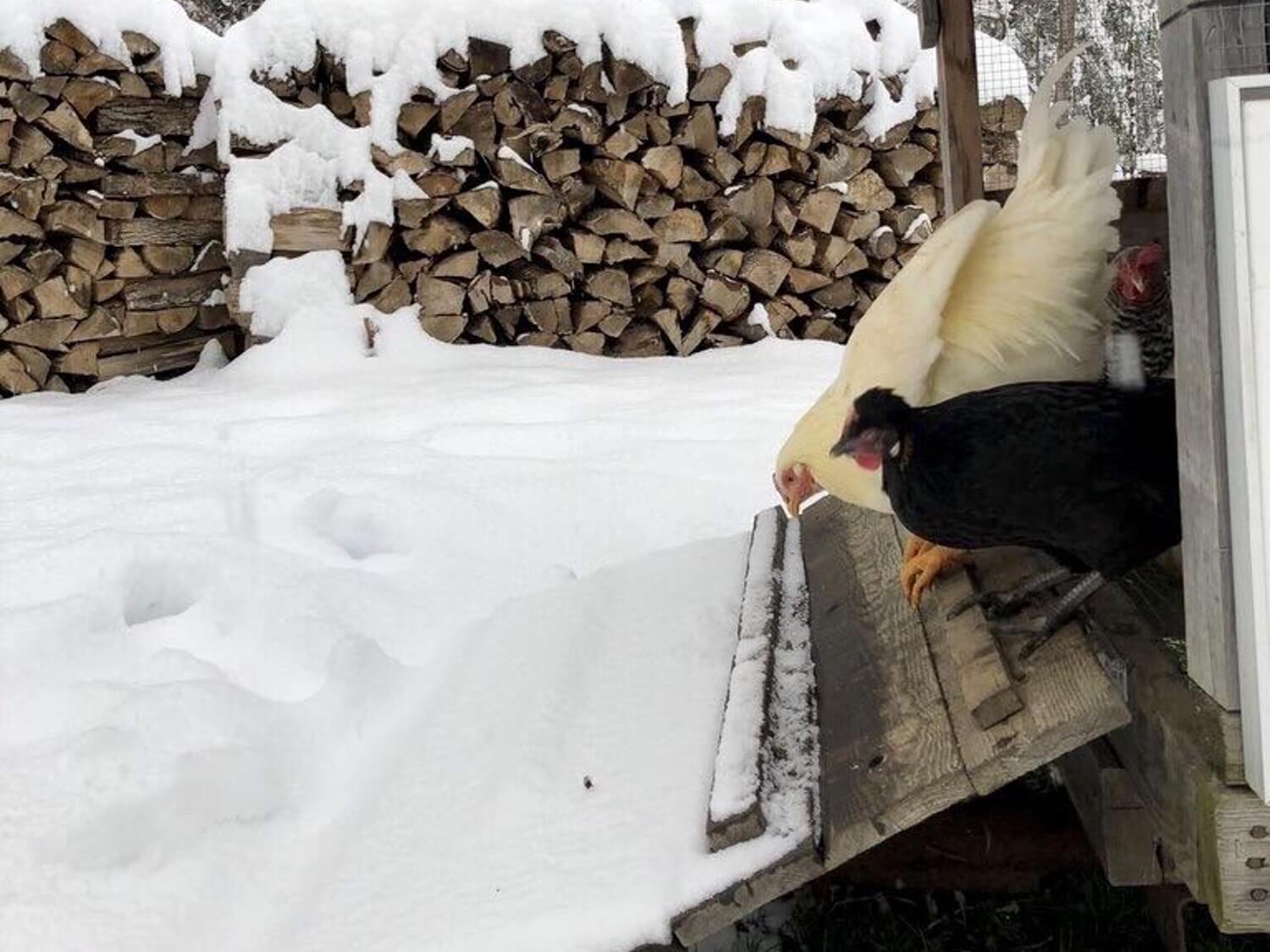 Winter and Your Backyard Chickens