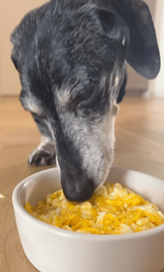 A dog sniffing a bowl of cheesy eggs pete and gerry's organic eggs